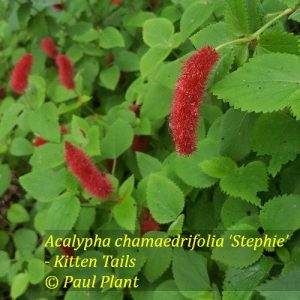 Acalypha chamaedrifolia ‘Stephie’