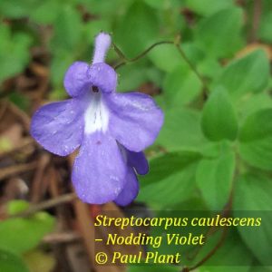 Streptocarpus caulescens