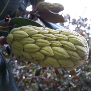 Magnolia Seed Pod