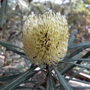 Banksia-web